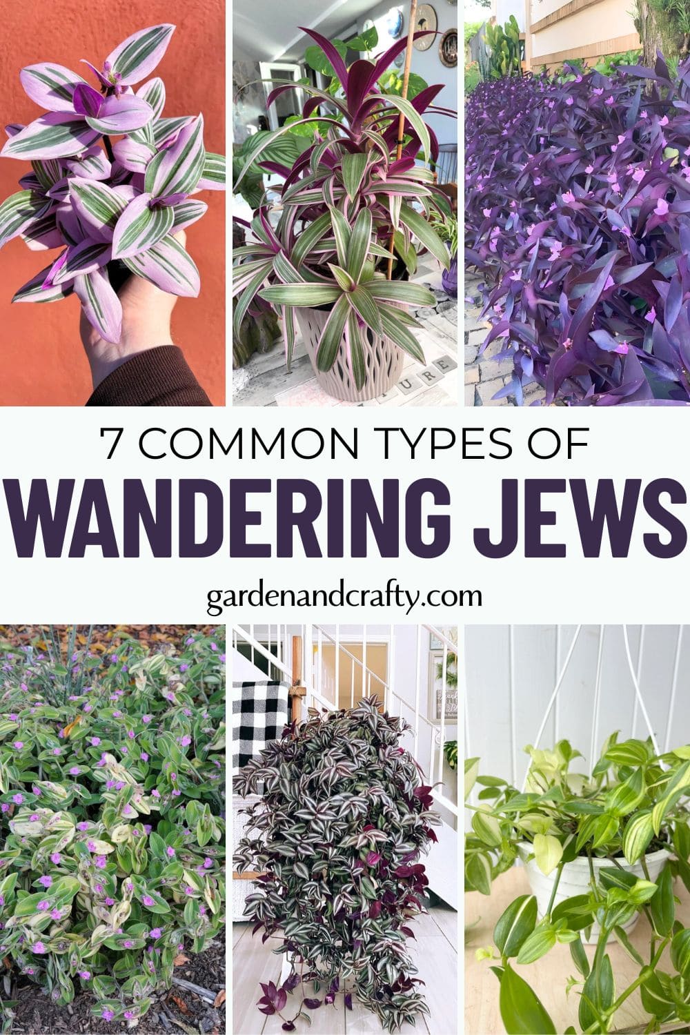 Common Types of Wandering Jew Plants You Must Know
