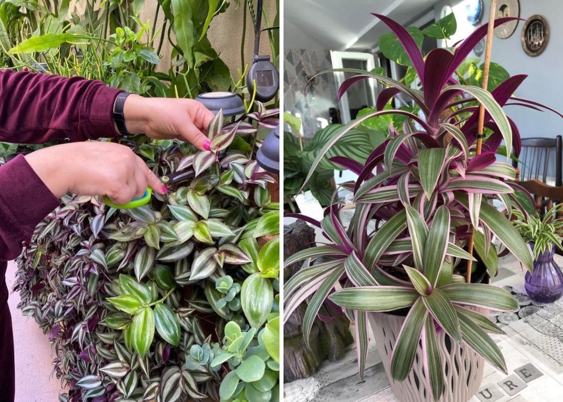 Common Types of Wandering Jew Plants You Must Know Common Types of Wandering Jew Plants You Must Know