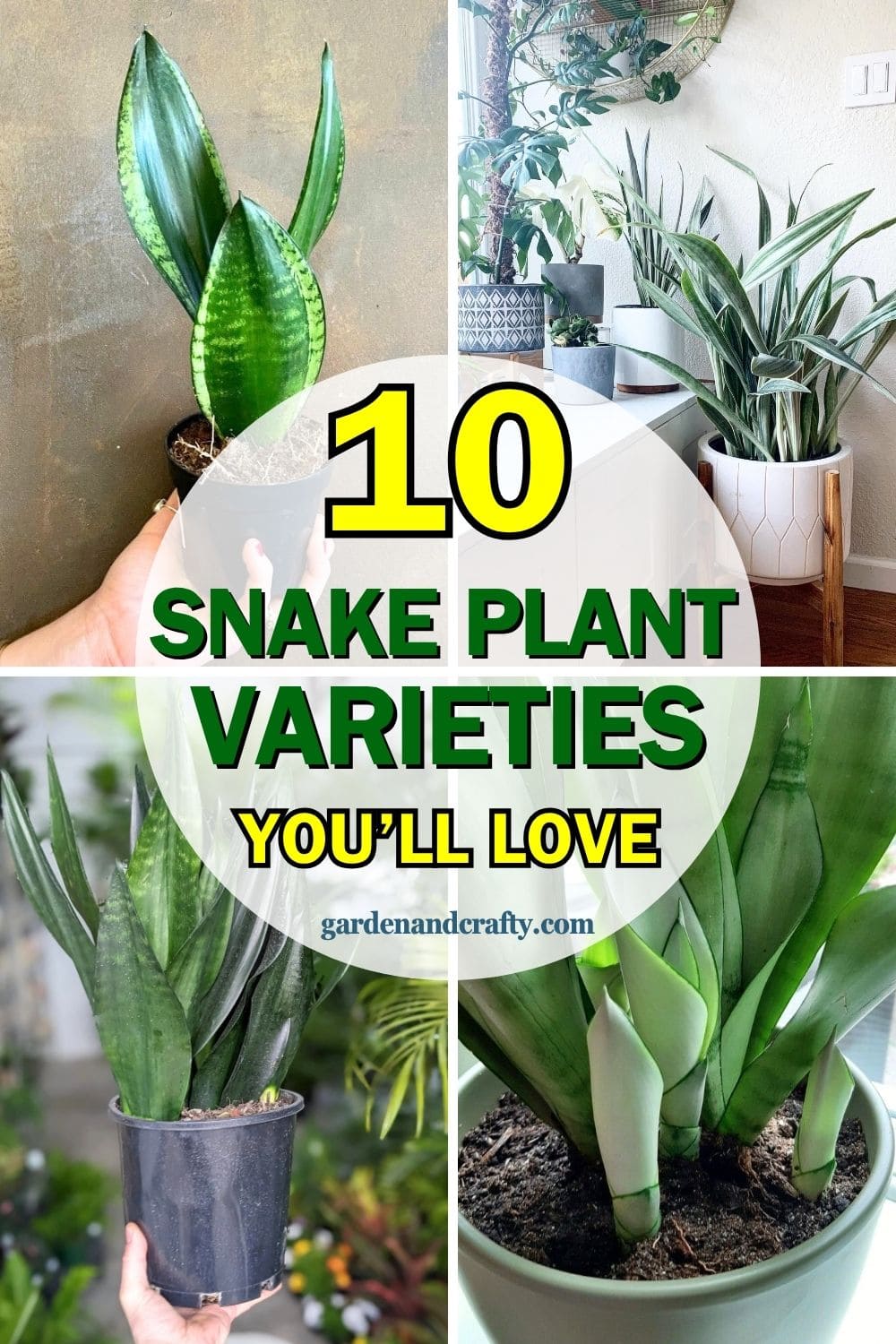 10 Stunning Types of Snake Plants You’ll Love