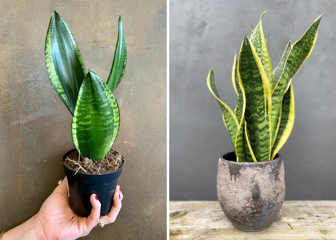 10 Stunning Types of Snake Plants You’ll Love 10 Stunning Types of Snake Plants You’ll Love