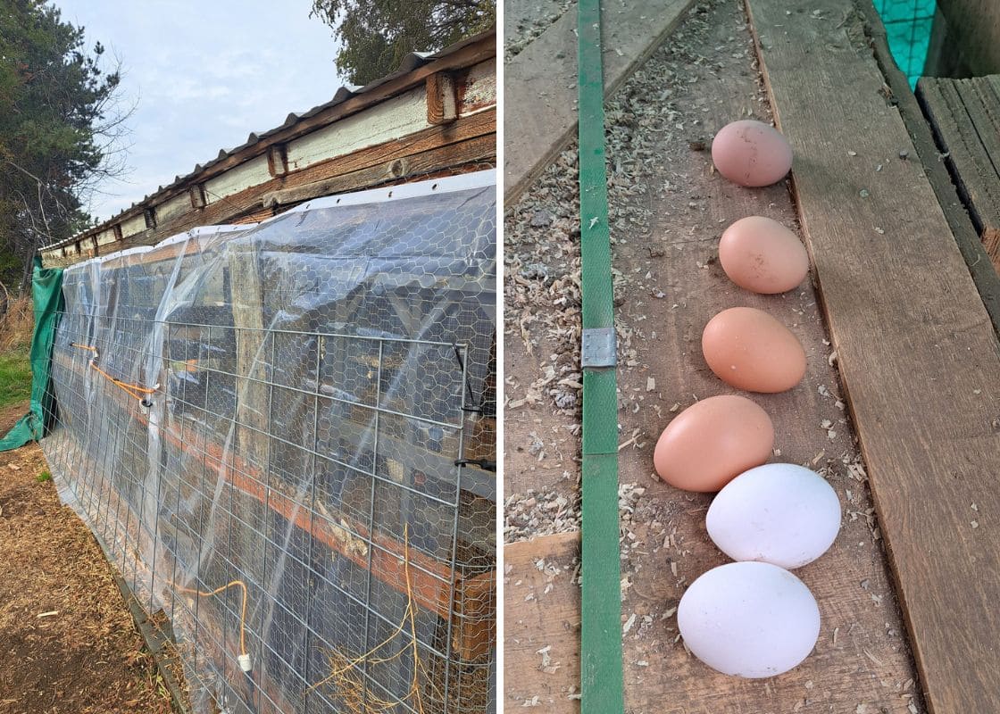 How to Weatherproof a Chicken Run with Shower Curtain Liners How to Weatherproof a Chicken Run with Shower Curtain Liners