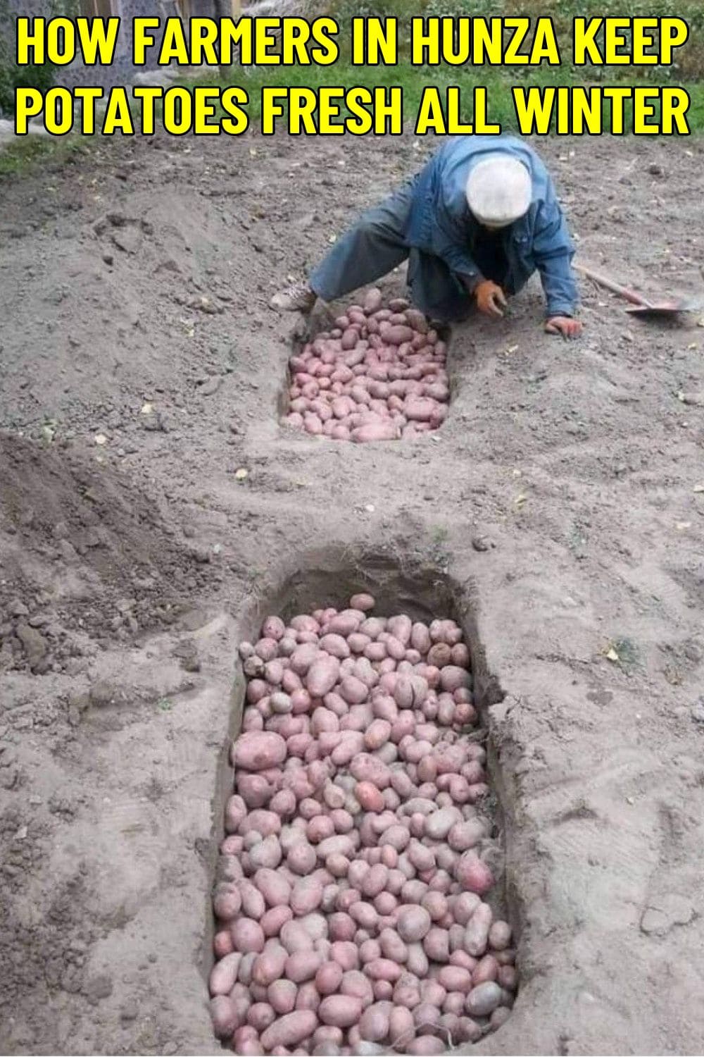 How Farmers in Hunza Keep Potatoes Fresh All Winter How Farmers in Hunza Keep Potatoes Fresh All Winter