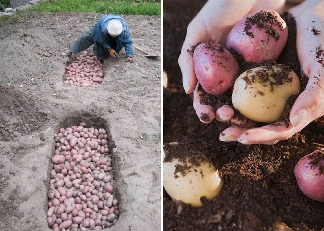 How Farmers in Hunza Keep Potatoes Fresh All Winter How Farmers in Hunza Keep Potatoes Fresh All Winter