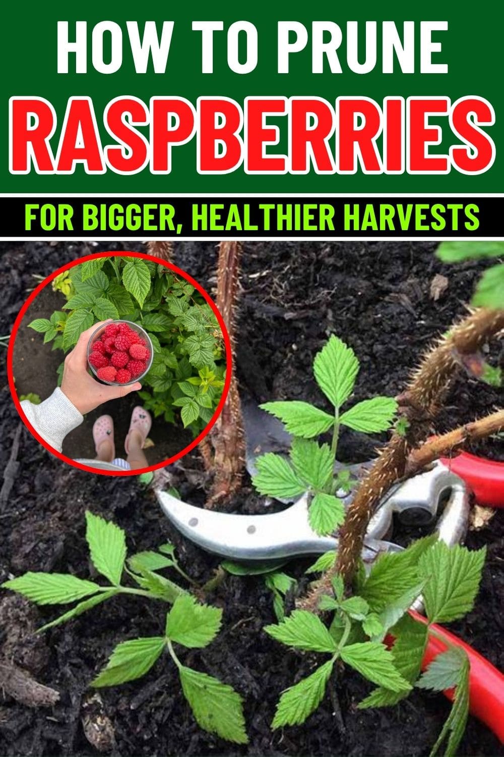 How to Prune Raspberries for Bigger, Healthier Harvests How to Prune Raspberries for Bigger, Healthier Harvests