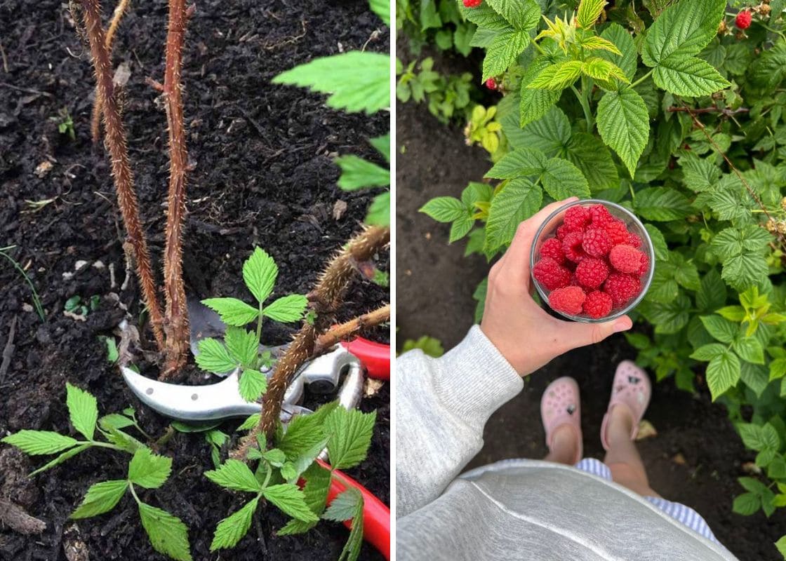How to Prune Raspberries for Bigger, Healthier Harvests How to Prune Raspberries for Bigger, Healthier Harvests