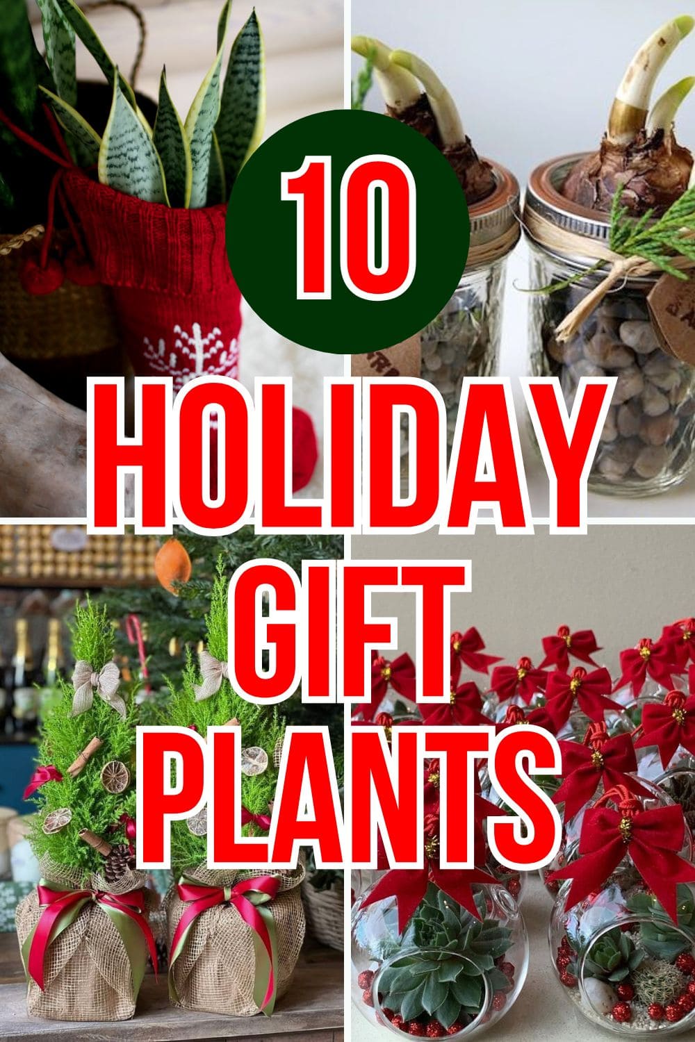 10 Holiday Plant Gifts That Bring Cheer and Greenery 10 Holiday Plant Gifts That Bring Cheer and Greenery