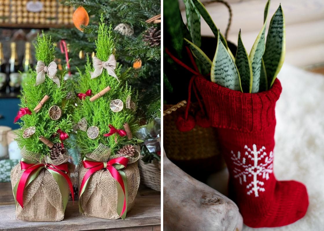 10 Holiday Plant Gifts That Bring Cheer and Greenery 10 Holiday Plant Gifts That Bring Cheer and Greenery