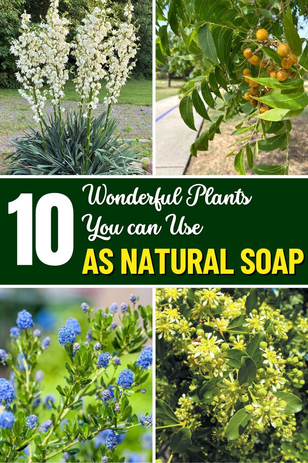 10 Plants You Can Use as Natural Soap