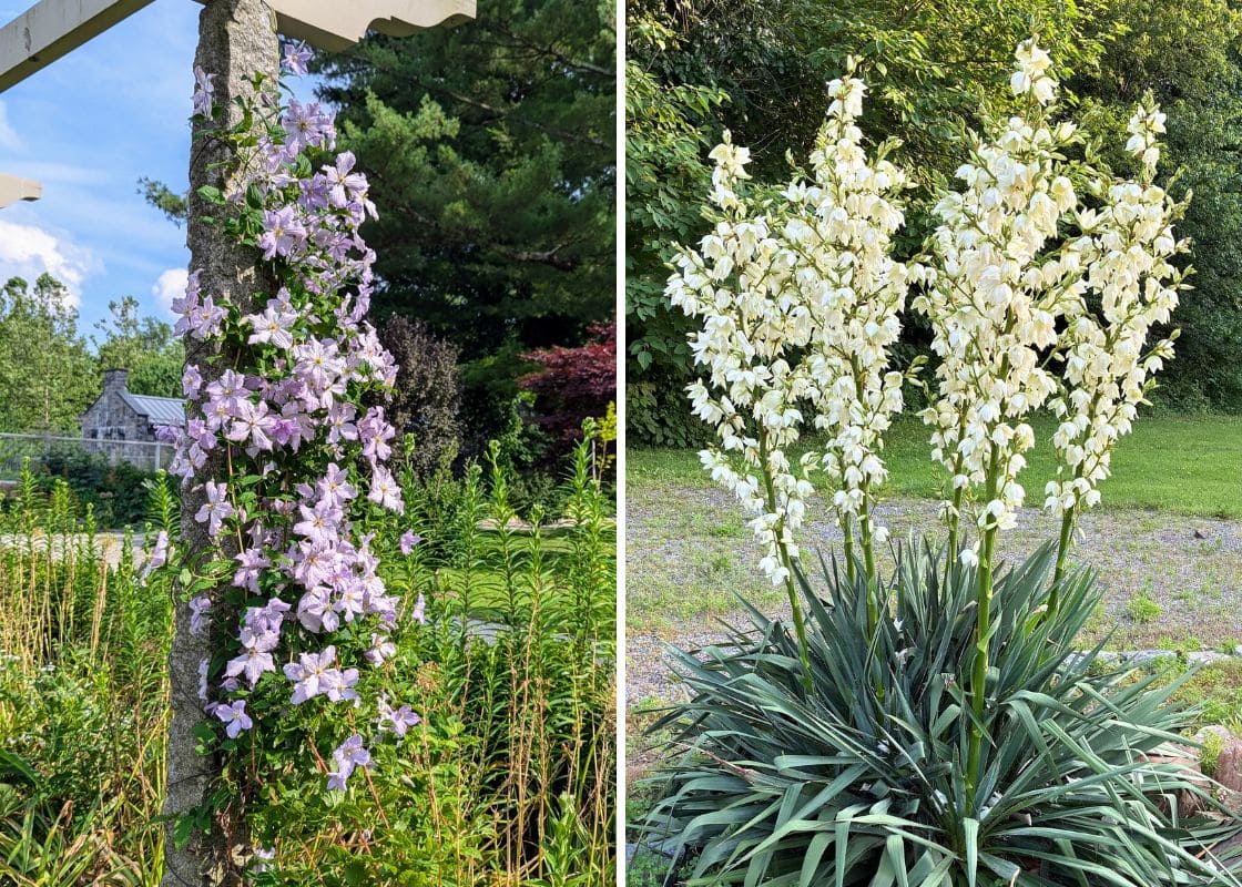 10 Plants You Can Use as Natural Soap 10 Plants You Can Use as Natural Soap
