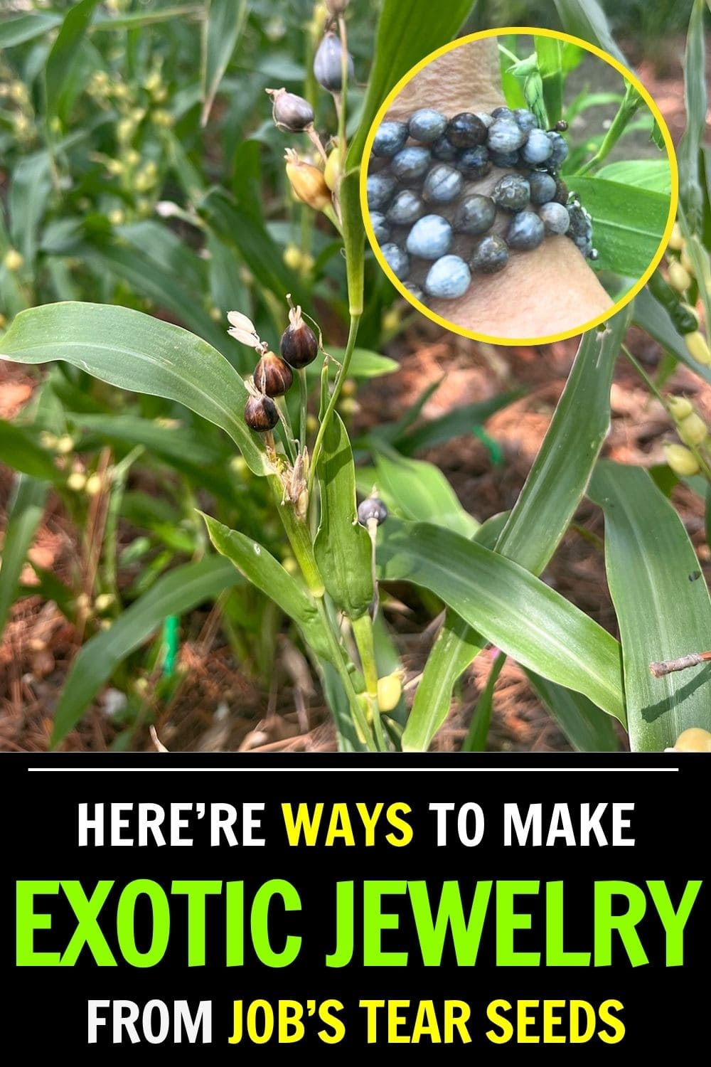 How to Make Exotic Jewelry from Job’s Tears Seeds How to Make Exotic Jewelry from Job’s Tears Seeds