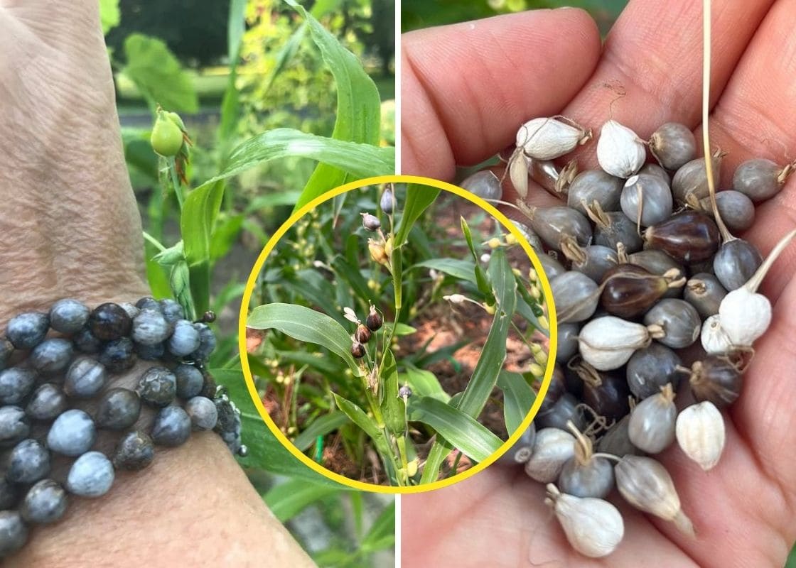 How to Make Exotic Jewelry from Job’s Tears Seeds How to Make Exotic Jewelry from Job’s Tears Seeds