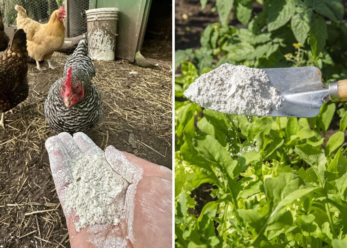 7 Clever Ways to Use Diatomaceous Earth in the Garden and Home 7 Clever Ways to Use Diatomaceous Earth in the Garden and Home