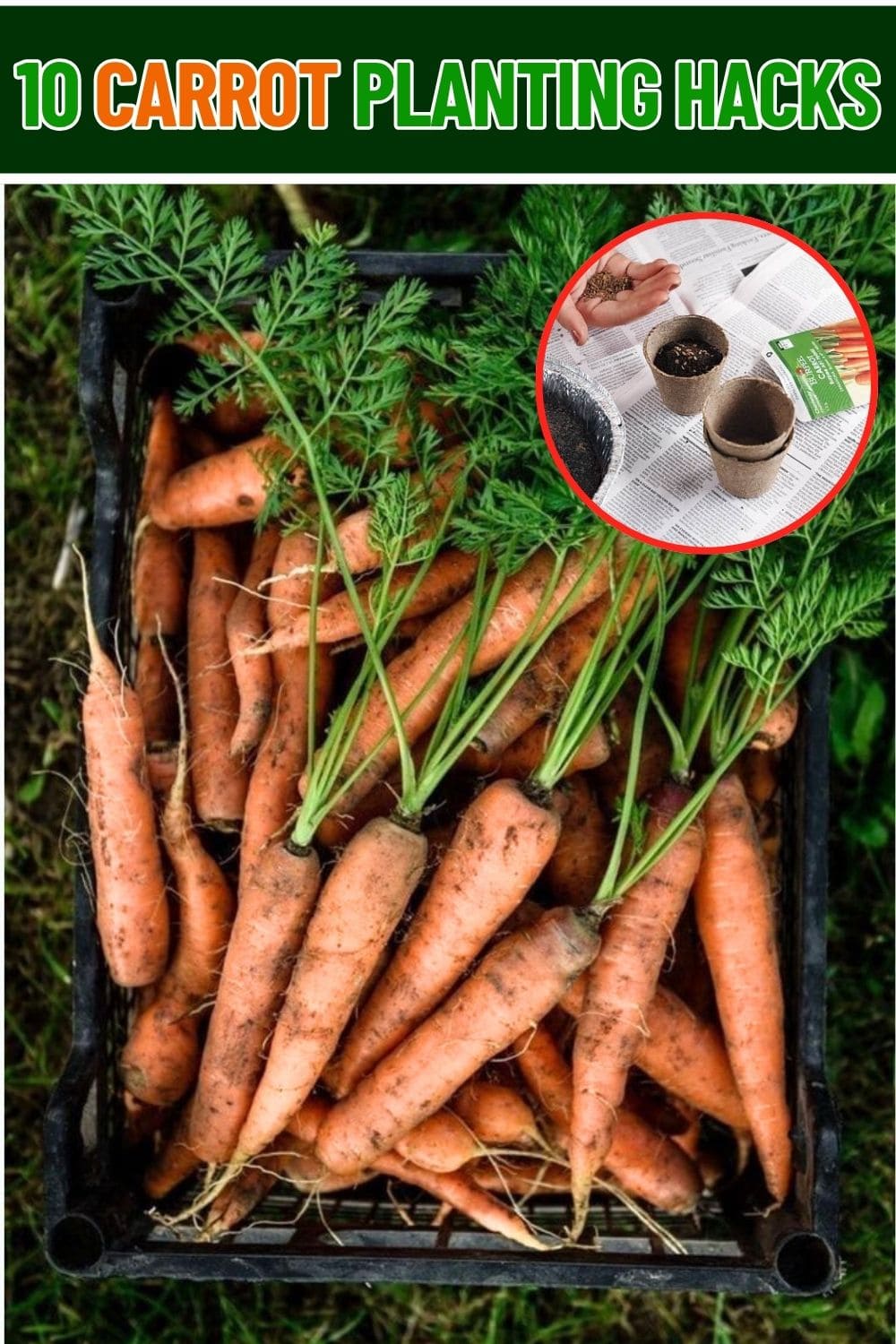 10 Clever Carrot Planting Hacks Every Gardener Should Know