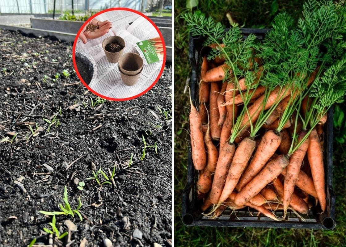 10 Clever Carrot Planting Hacks Every Gardener Should Know 10 Clever Carrot Planting Hacks Every Gardener Should Know