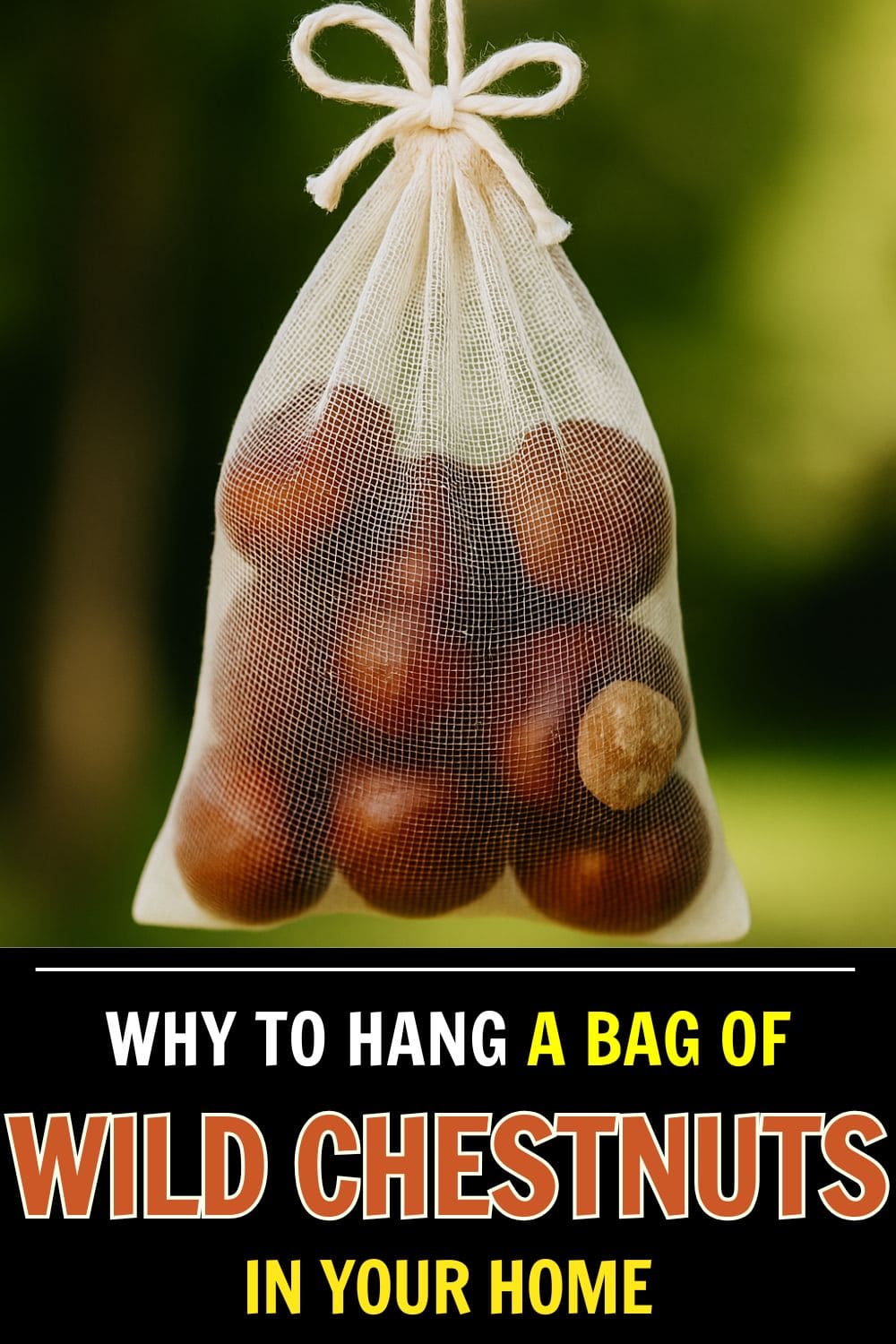 Why You Should Hang a Bag of Wild Chestnuts in Your Home This Fall Why You Should Hang a Bag of Wild Chestnuts in Your Home This Fall