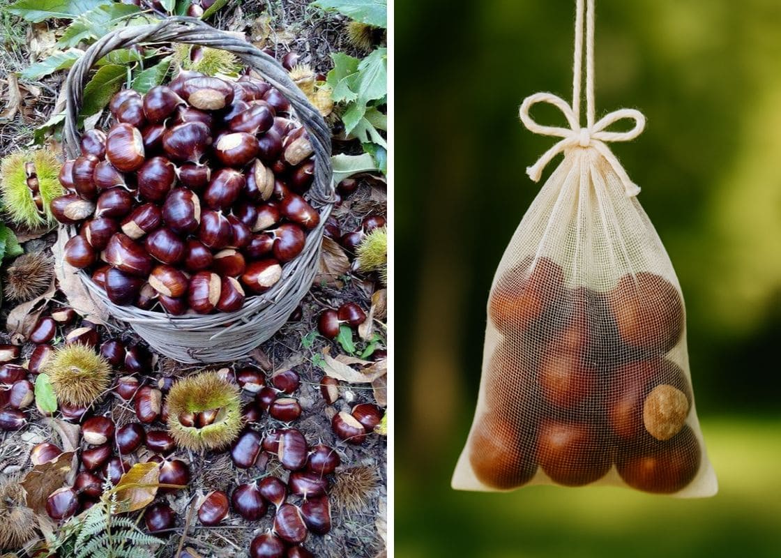 Why You Should Hang a Bag of Wild Chestnuts in Your Home This Fall