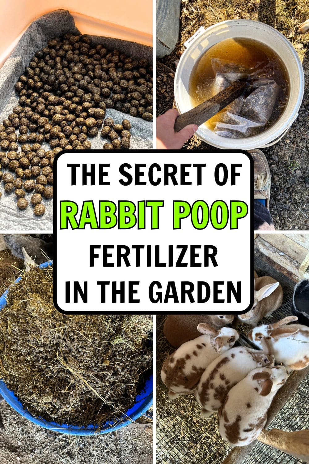 The Secret of Rabbit Poop Fertilizer in the Garden The Secret of Rabbit Poop Fertilizer in the Garden