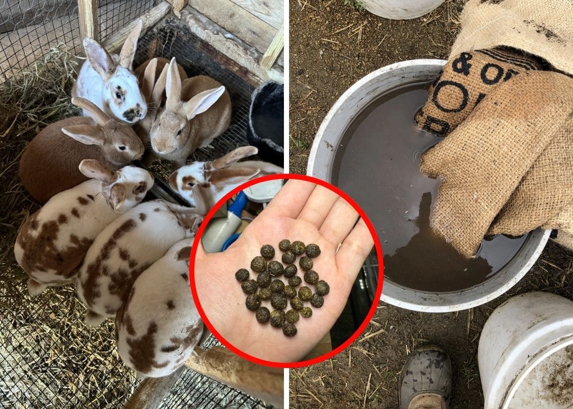 The Secret of Rabbit Poop Fertilizer in the Garden The Secret of Rabbit Poop Fertilizer in the Garden