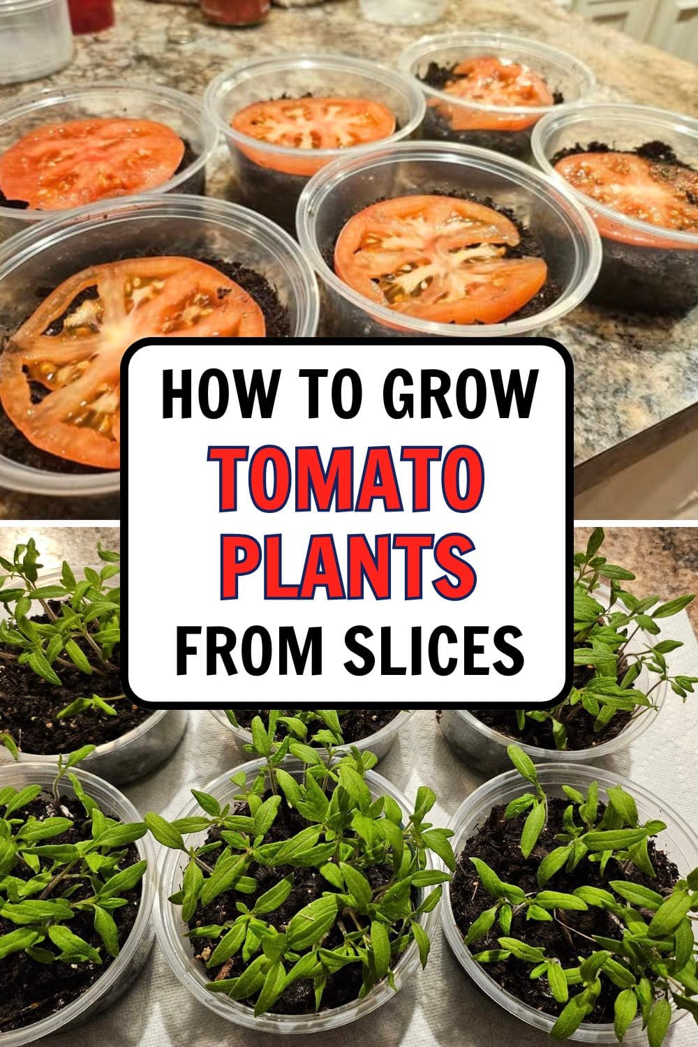 One Single Tomato Can Give Nearly 200 New Plants. Here's Way