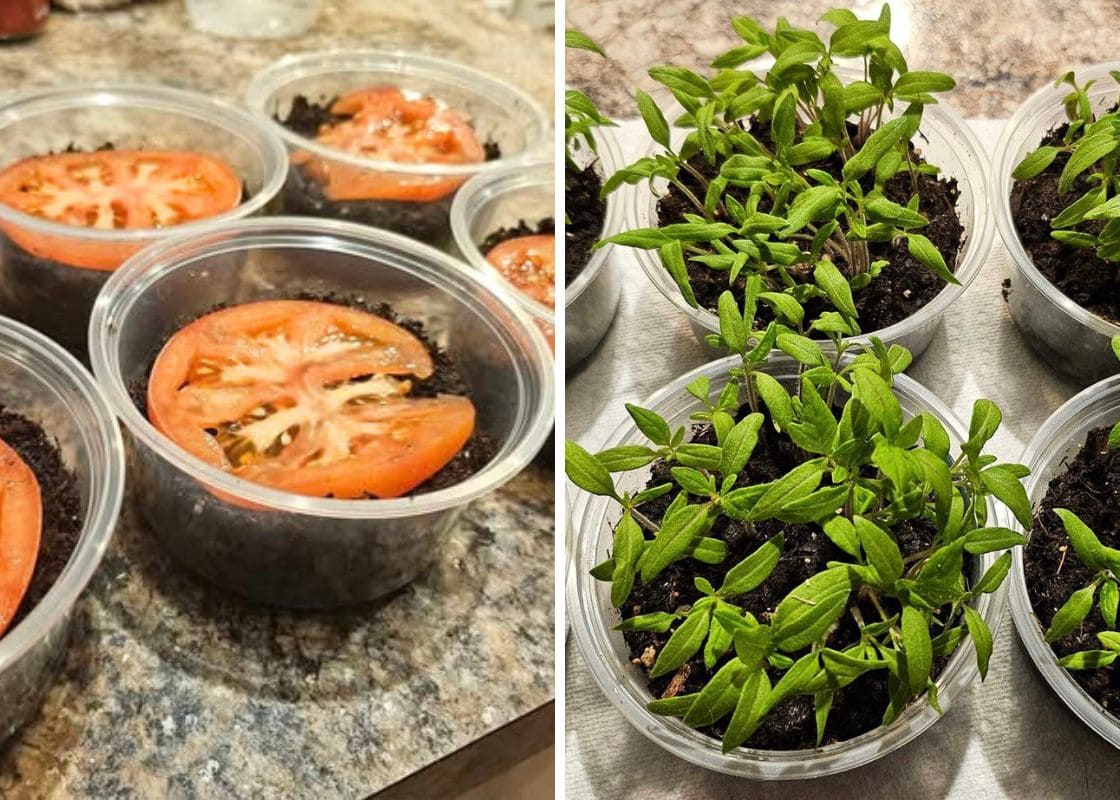 One Single Tomato Can Give Nearly 200 New Plants. Here’s Way