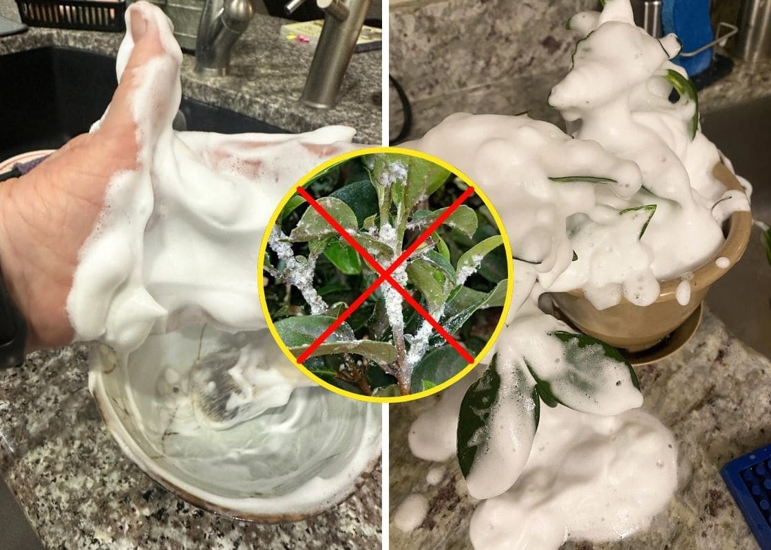 Peppermint Castile Soap: The Natural Cure-All for Plant Pests Peppermint Castile Soap: The Natural Cure-All for Plant Pests