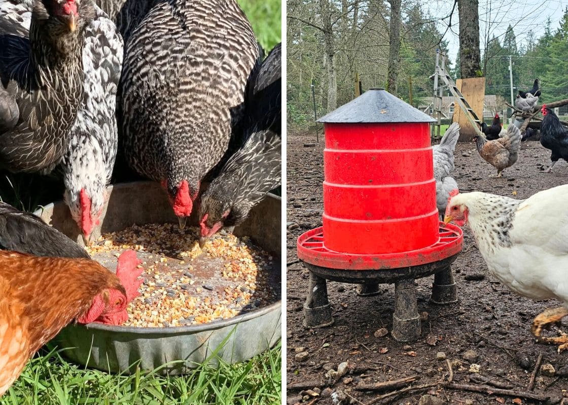 20 Budget-Friendly DIY Chicken Feeders That Reduce Waste 20 Budget-Friendly DIY Chicken Feeders That Reduce Waste