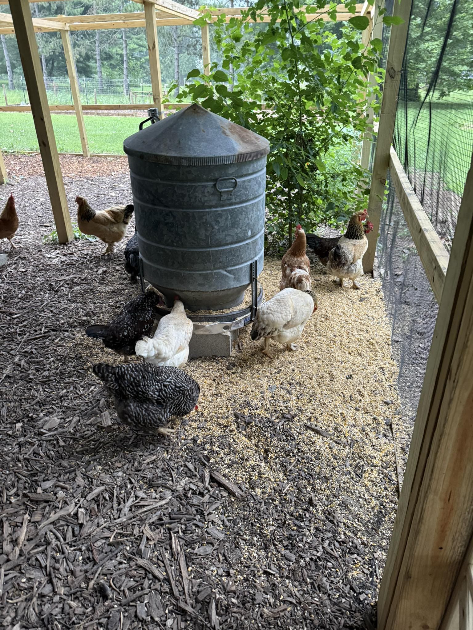 20 Budget-Friendly DIY Chicken Feeders That Reduce Waste Galvanized Barrel Chicken Feeder