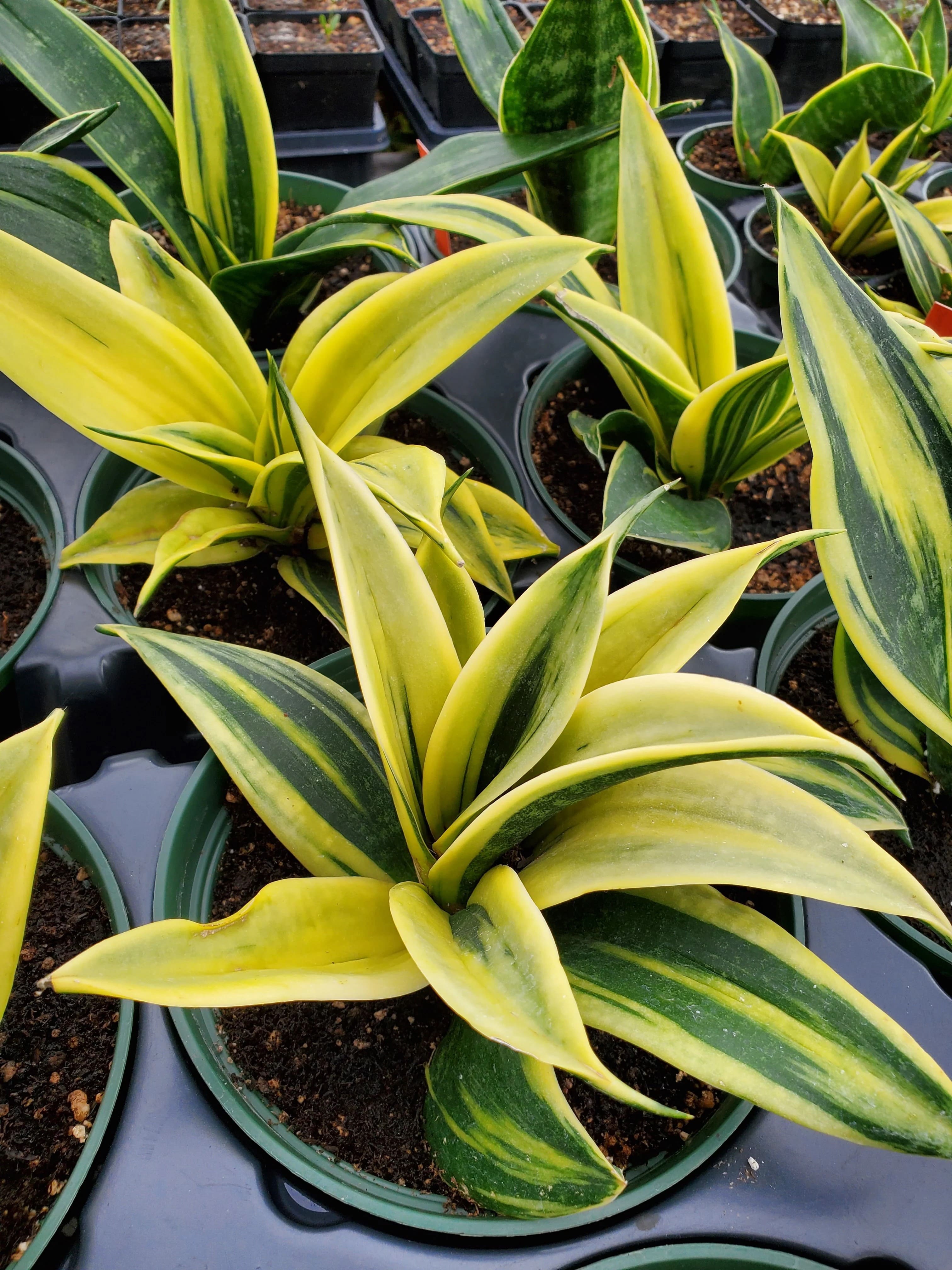 10 Stunning Types of Snake Plants You’ll Love
