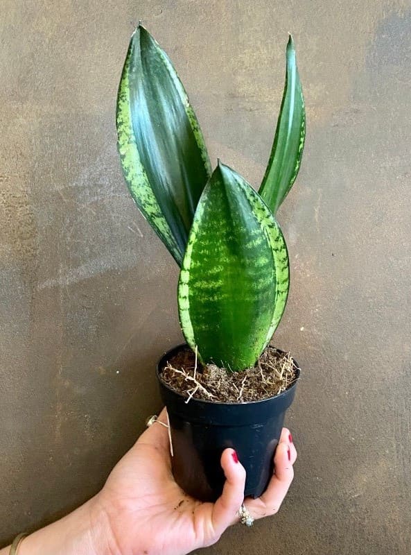 10 Stunning Types of Snake Plants You’ll Love