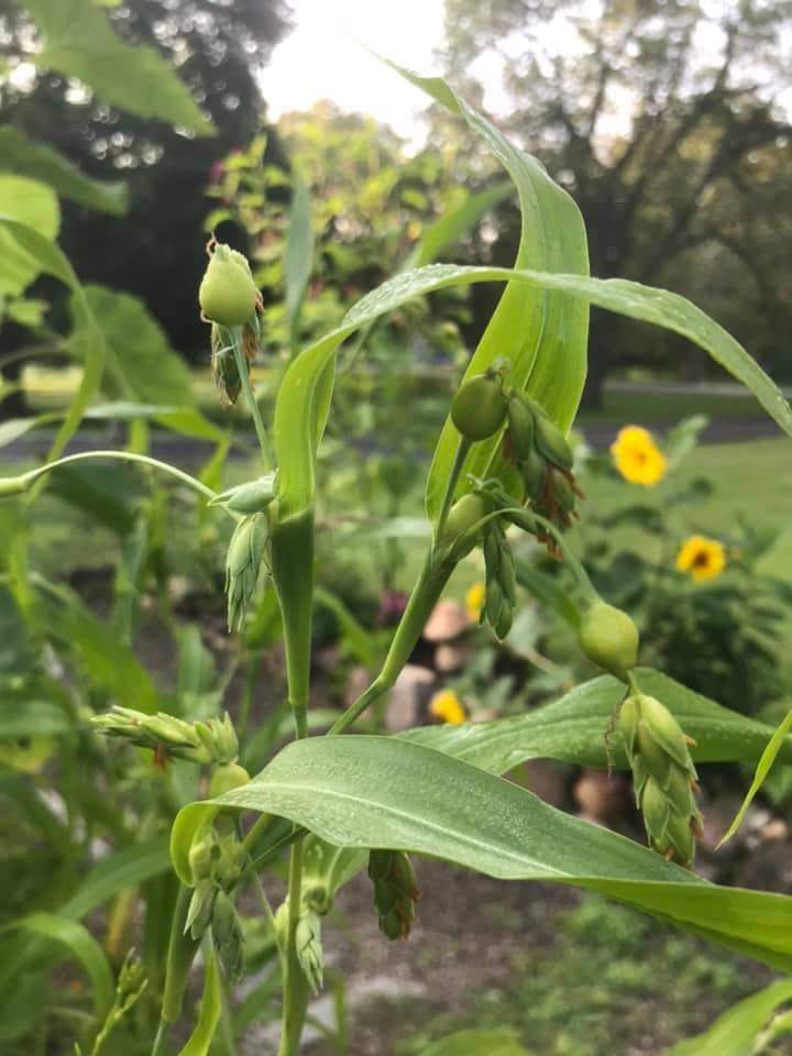 How to Make Exotic Jewelry from Job’s Tears Seeds How to Make Exotic Jewelry from Job’s Tears Seeds