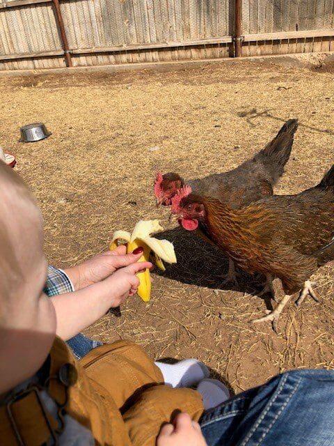 Hand-Fed Banana Treat Time