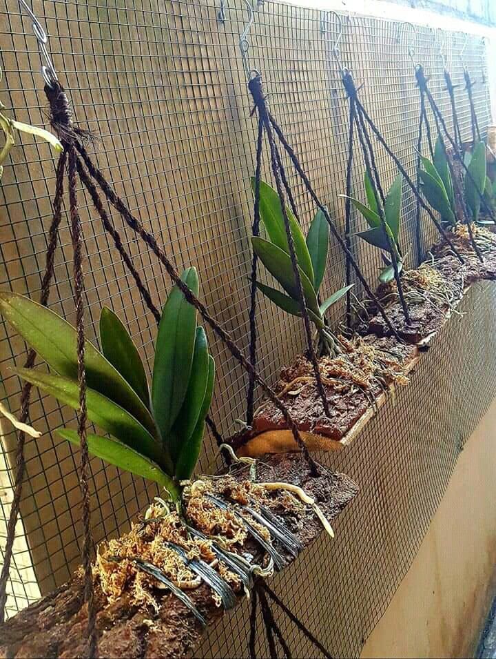 Hanging Bark Orchid Mounts