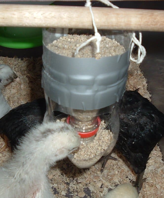 20 Budget-Friendly DIY Chicken Feeders That Reduce Waste Hanging Bottle Chicken Feeder