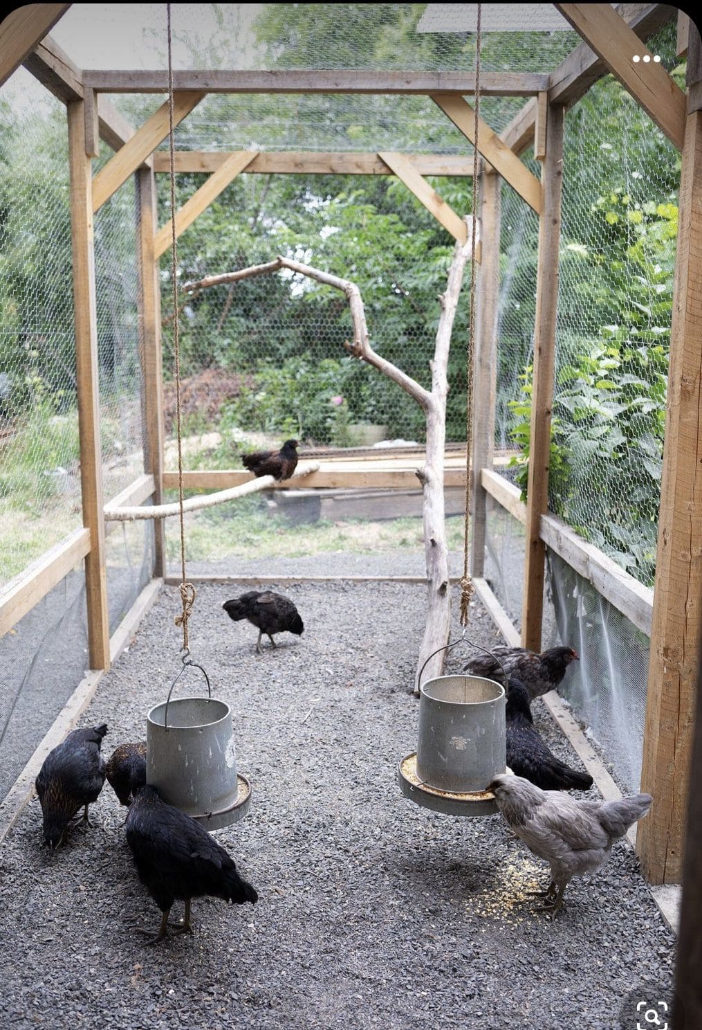 20 Budget-Friendly DIY Chicken Feeders That Reduce Waste Hanging Bucket Chicken Feeder Setup