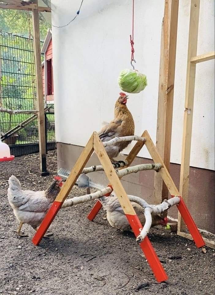 Hanging Cabbage Swing Treat Station