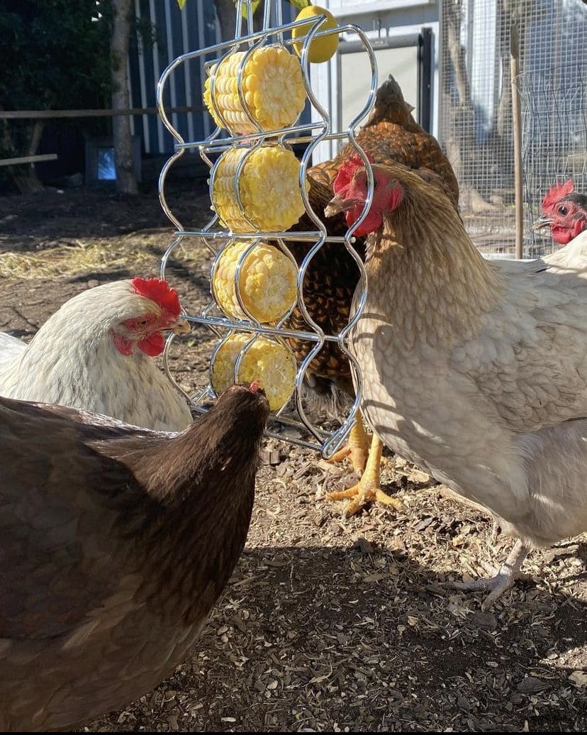 Hanging Corn Cob Feeder Rack