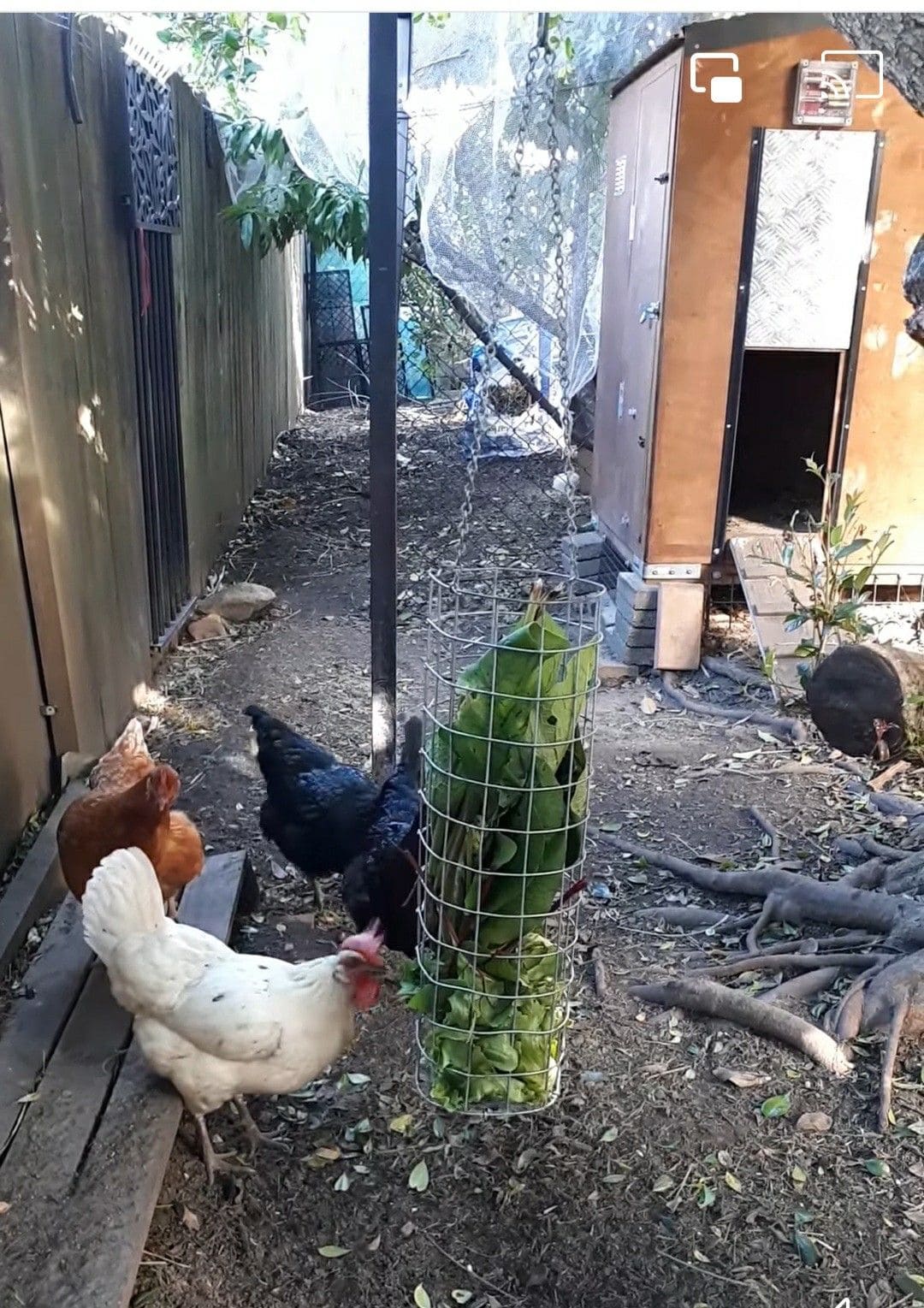 Hanging Lettuce Feeder Tube for Chickens