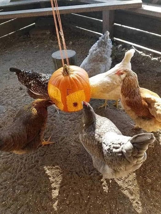 Hanging Pumpkin Pecking Toy