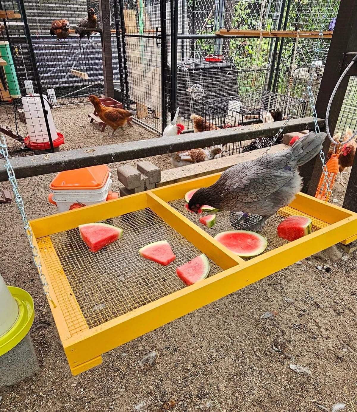 20 Budget-Friendly DIY Chicken Feeders That Reduce Waste Hanging Treat Tray Chicken Feeder