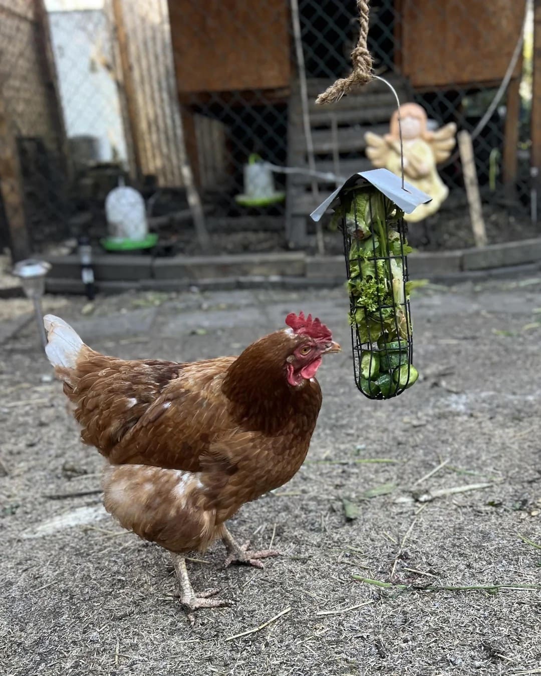 20 Budget-Friendly DIY Chicken Feeders That Reduce Waste Hanging Veggie Treat Feeder for Chickens