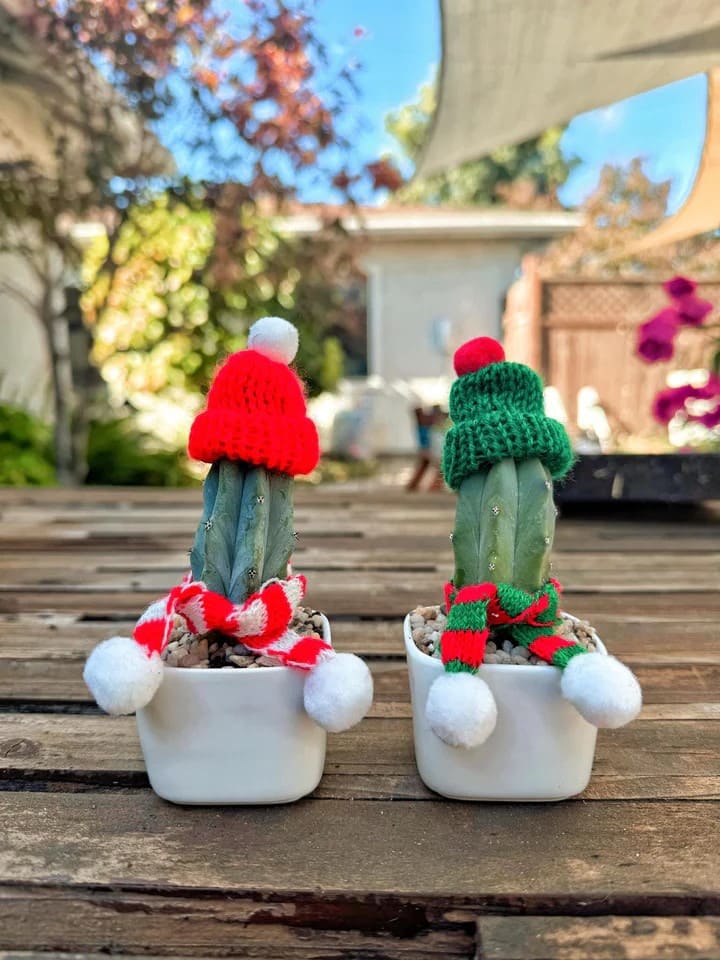 10 Holiday Plant Gifts That Bring Cheer and Greenery Holiday Cactus Duo with Knit Hats