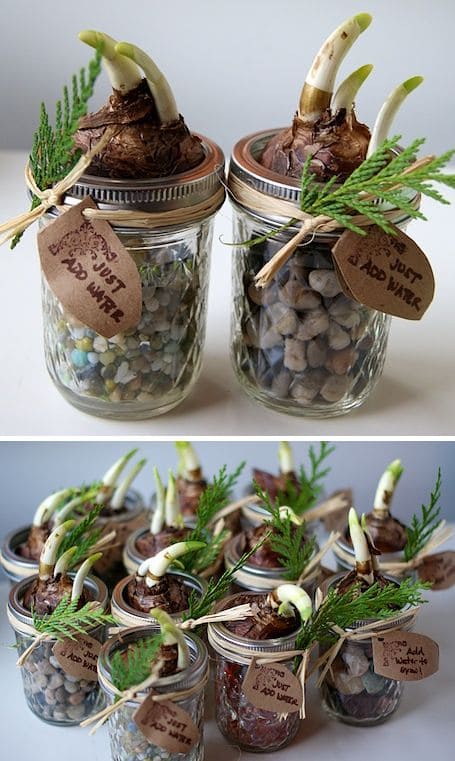 10 Holiday Plant Gifts That Bring Cheer and Greenery Holiday Jar Bulb Gifts That Grow