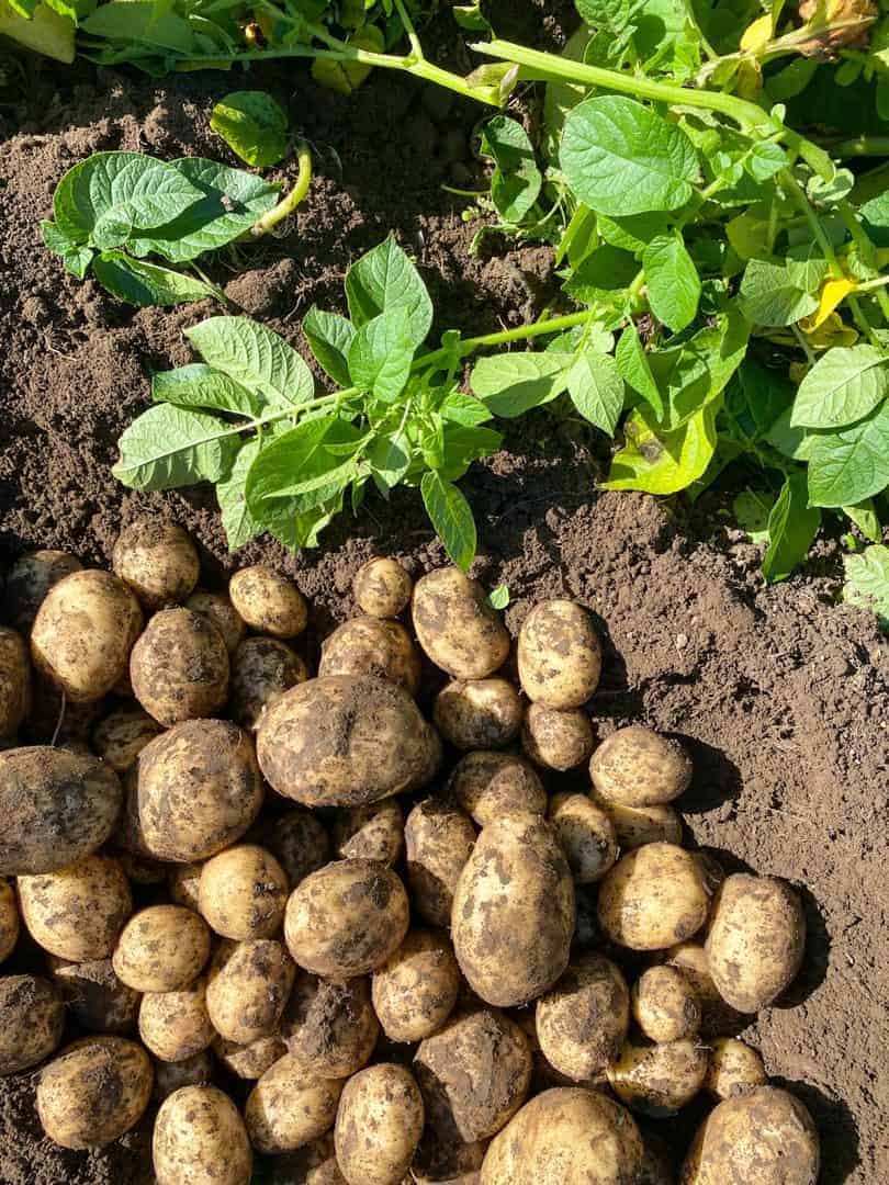 How Farmers in Hunza Keep Potatoes Fresh All Winter How Farmers in Hunza Keep Potatoes Fresh All Winter