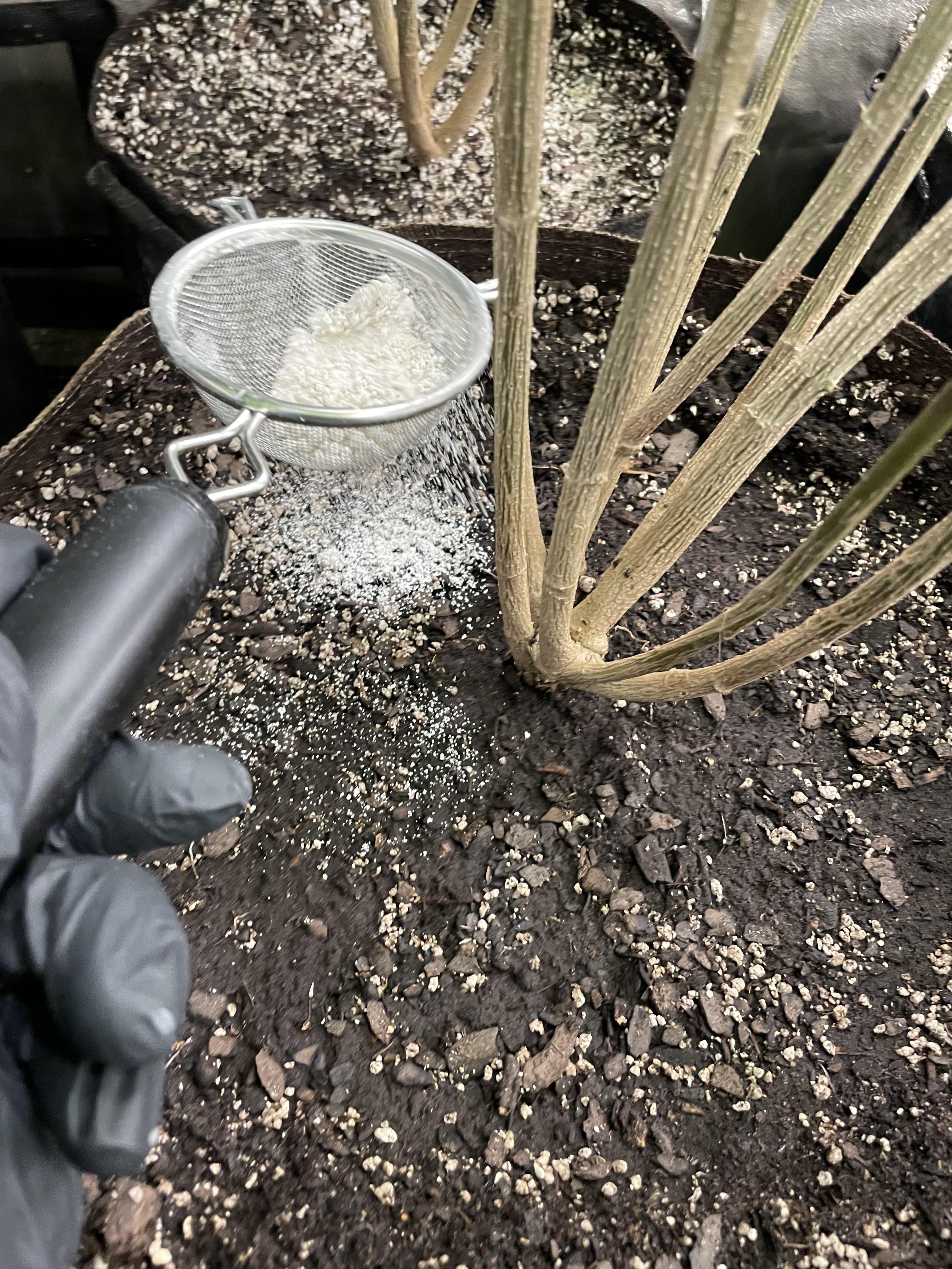 7 Clever Ways to Use Diatomaceous Earth in the Garden and Home 7 Clever Ways to Use Diatomaceous Earth in the Garden and Home