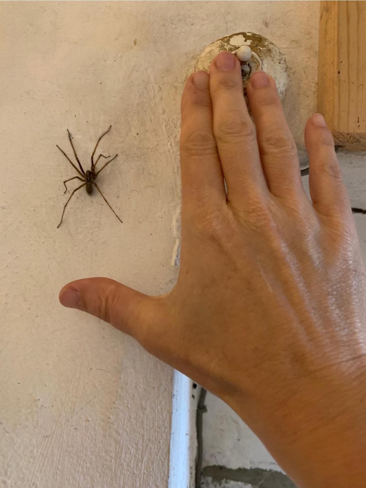 Why You Should Hang a Bag of Wild Chestnuts in Your Home This Fall Why You Should Hang a Bag of Wild Chestnuts in Your Home This Fall
