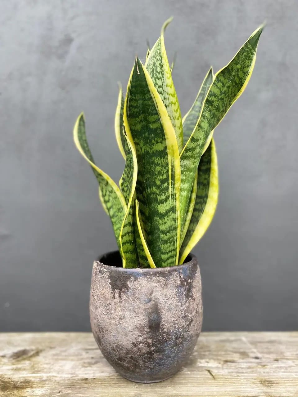 10 Stunning Types of Snake Plants You’ll Love