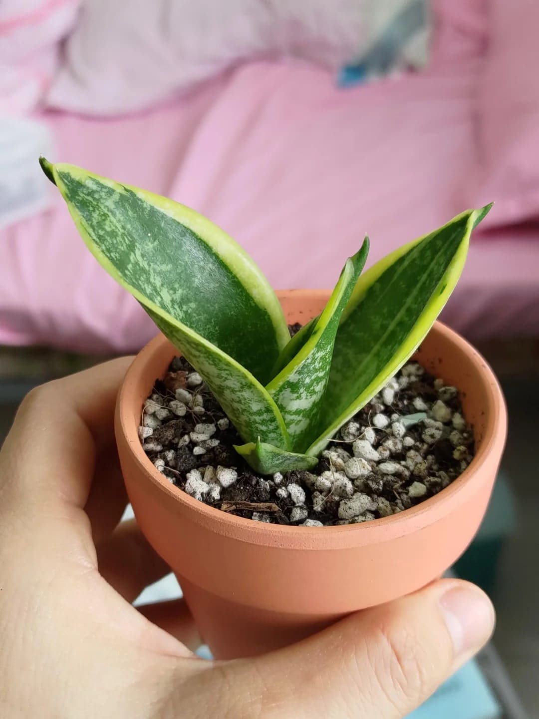 10 Stunning Types of Snake Plants You’ll Love