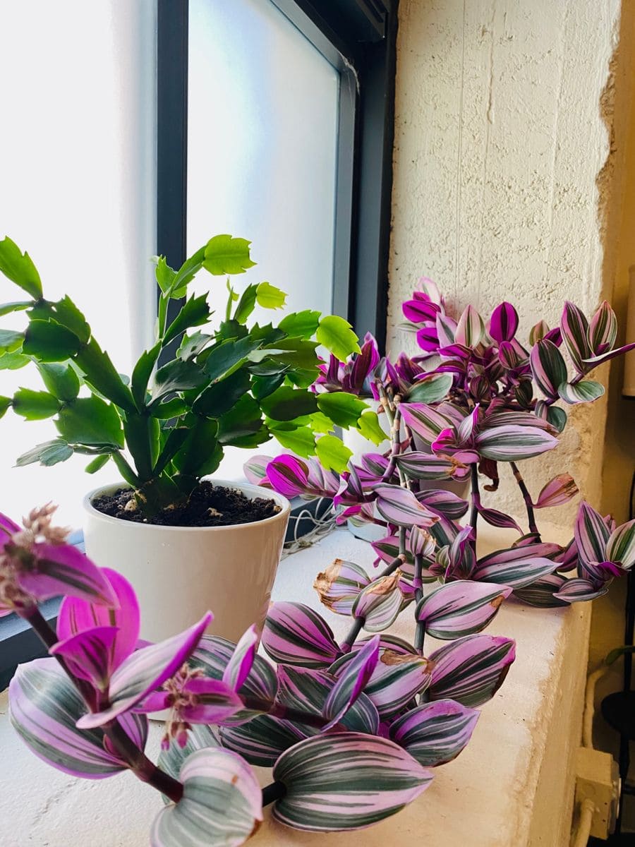 Common Types of Wandering Jew Plants You Must Know
