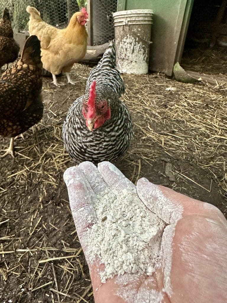 7 Clever Ways to Use Diatomaceous Earth in the Garden and Home 7 Clever Ways to Use Diatomaceous Earth in the Garden and Home