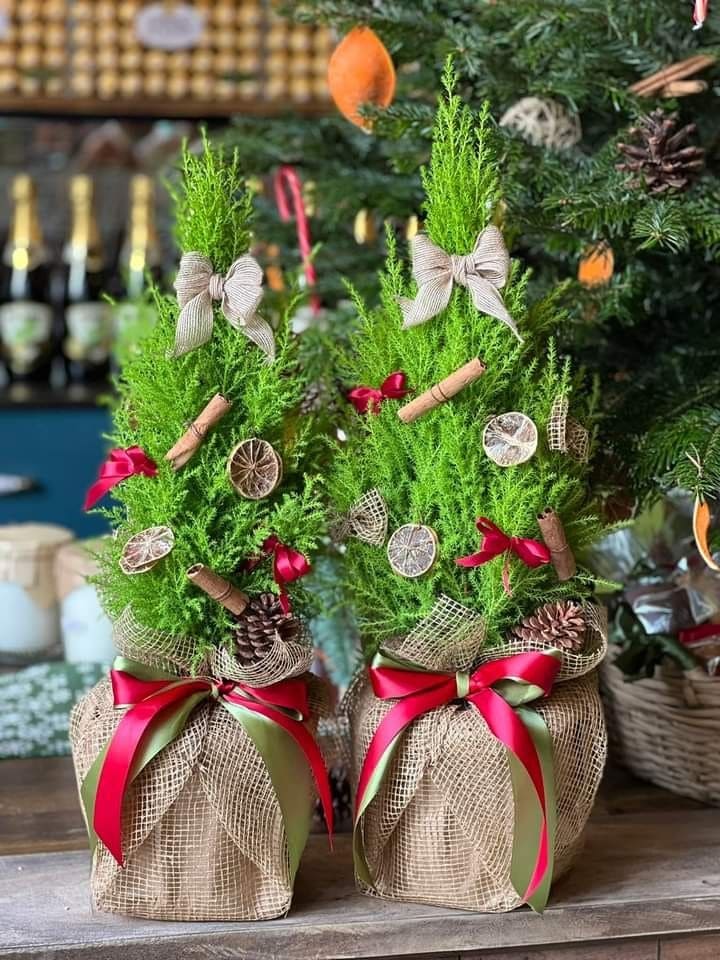 10 Holiday Plant Gifts That Bring Cheer and Greenery Mini Cypress Holiday Gift Trees